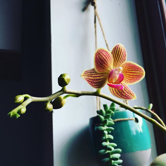 Orange orchid bloom