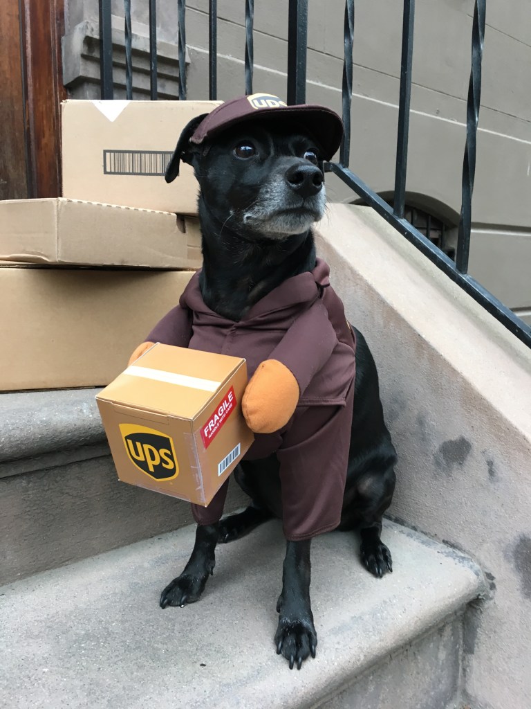 Black dog dressed as a UPS Delivery person